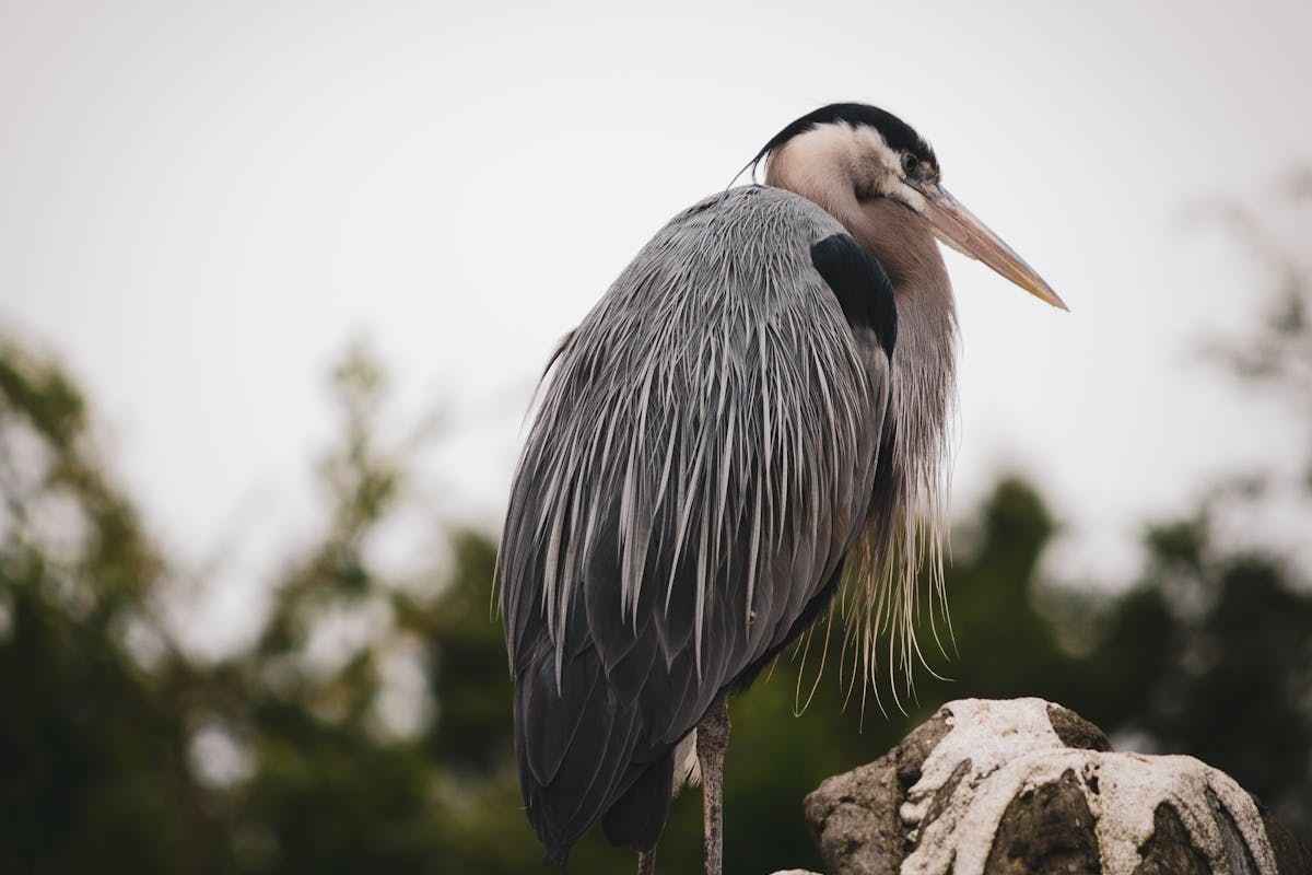 Difference between a heron vs egret? Explain 1 a heron vs egret Explain