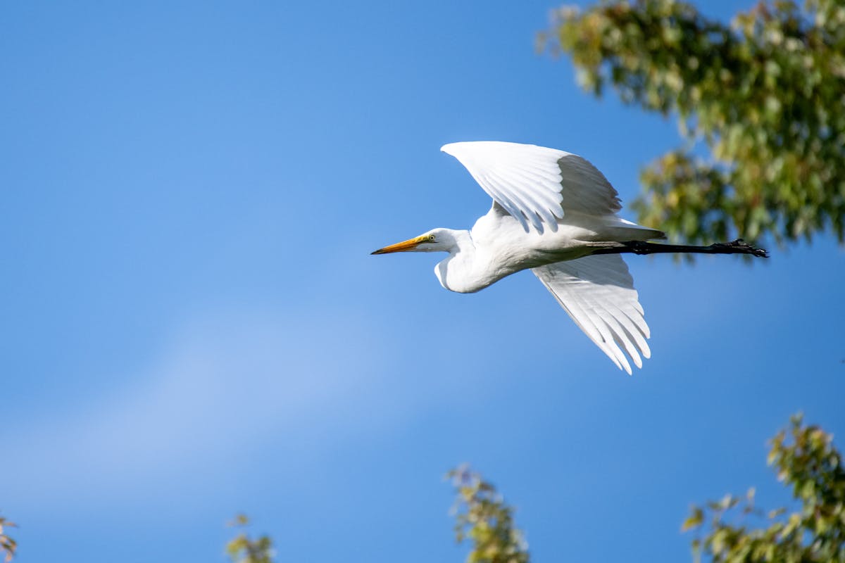 Difference between a heron vs egret? Explain 2 Between a heron vs egret