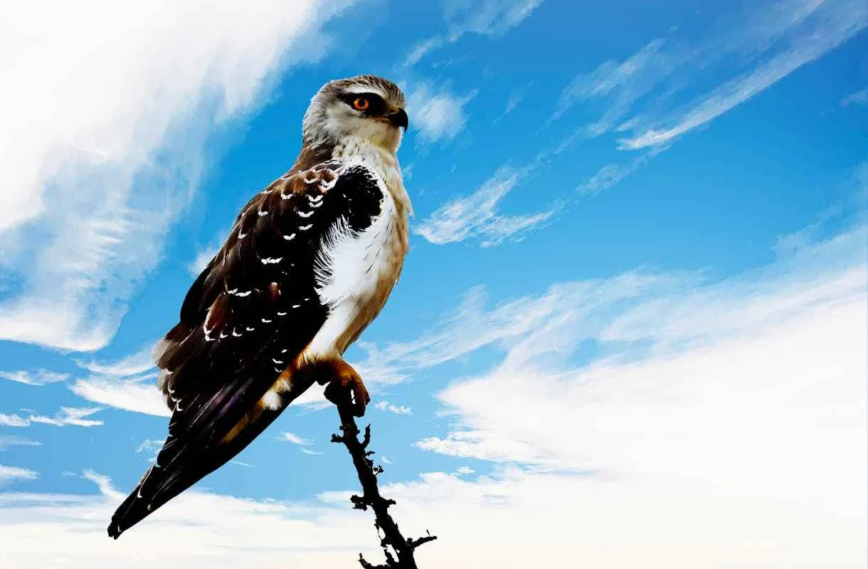 Hawk Birds: Meaning and Significance | Spiritual Falcon Birds 1 Hawk Birds Significance Spiritual Falcon Birds