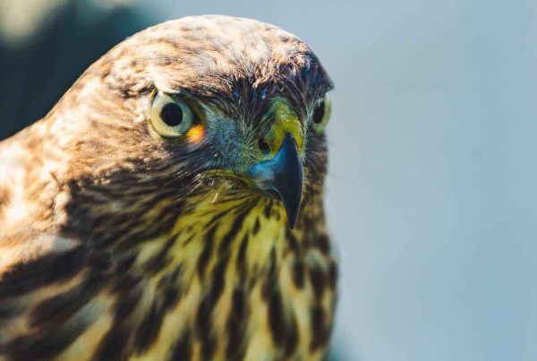 Hawk Birds Meaning and Significance Spiritual