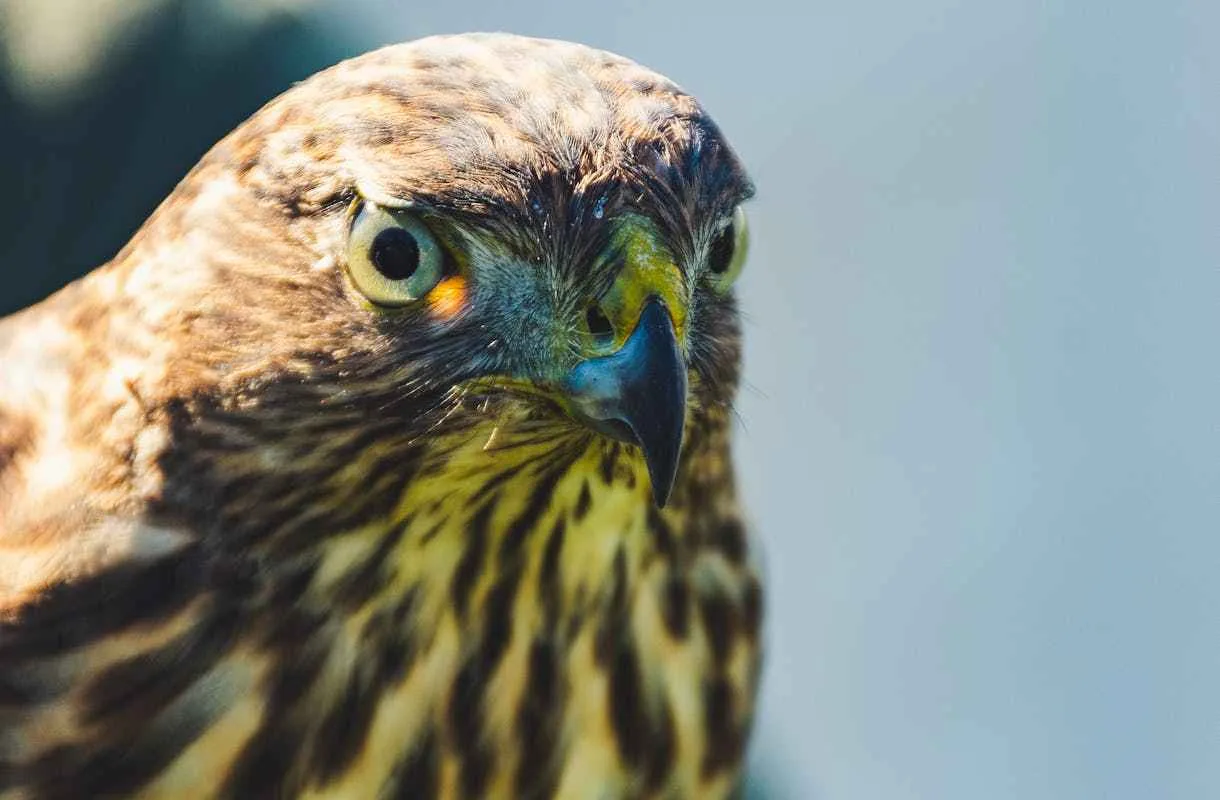 Hawk Birds: Meaning and Significance | Spiritual Falcon Birds