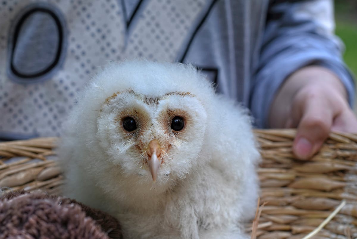 Baby Barn Owls in warm season – nurturing young 2 Baby White Barn Owls in nurturing young