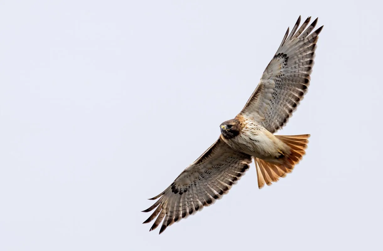 Hawk Birds: Meaning and Significance | Spiritual Falcon Birds 2 Hawk Birds Balance Ecosystem