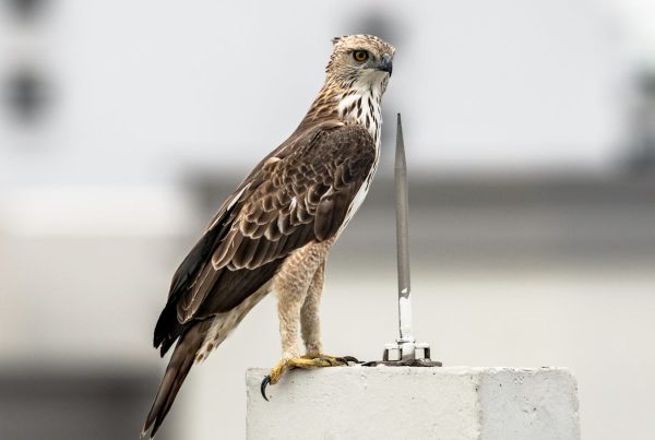 What Foods Do Hawks Eat Explained