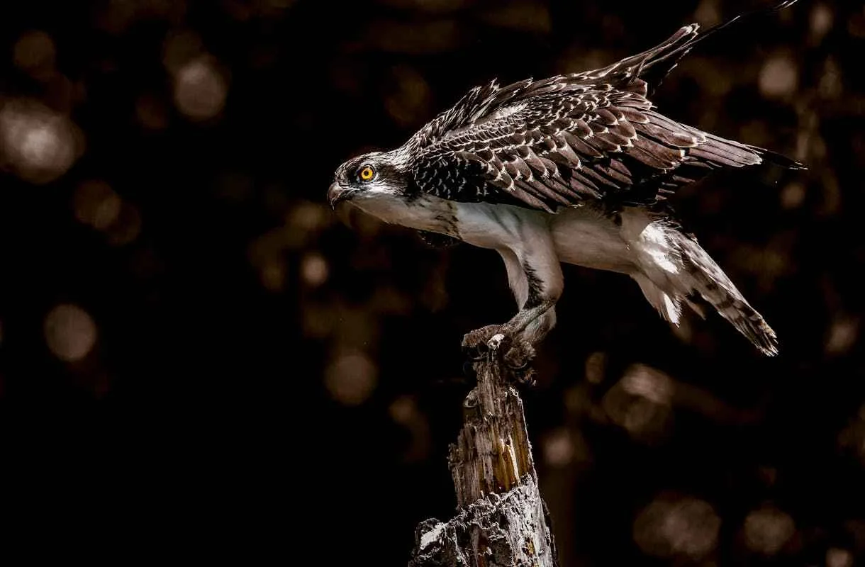 What Foods Do Hawks Eat? Explained 1 What Foods Do Hawks Eat Explained