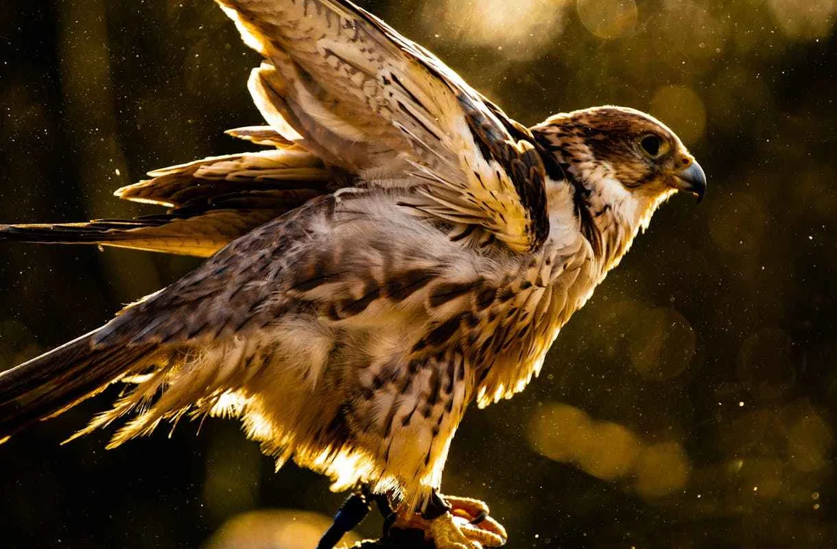 What Foods Do Hawks Eat? Explained 2 Hawks Target to Attack Songbirds