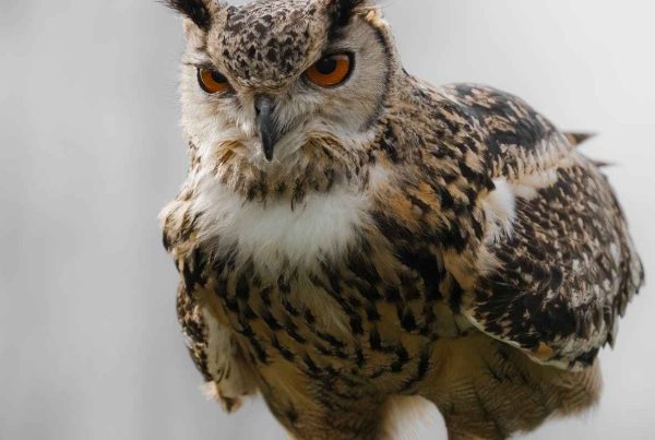 What do hawks symbolize Clarifications