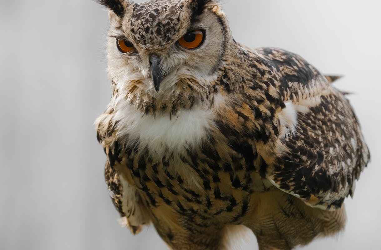 What do hawks symbolize? Clarifications