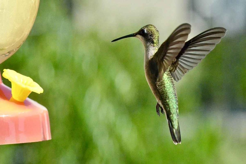 Clean Hummingbird Feeder