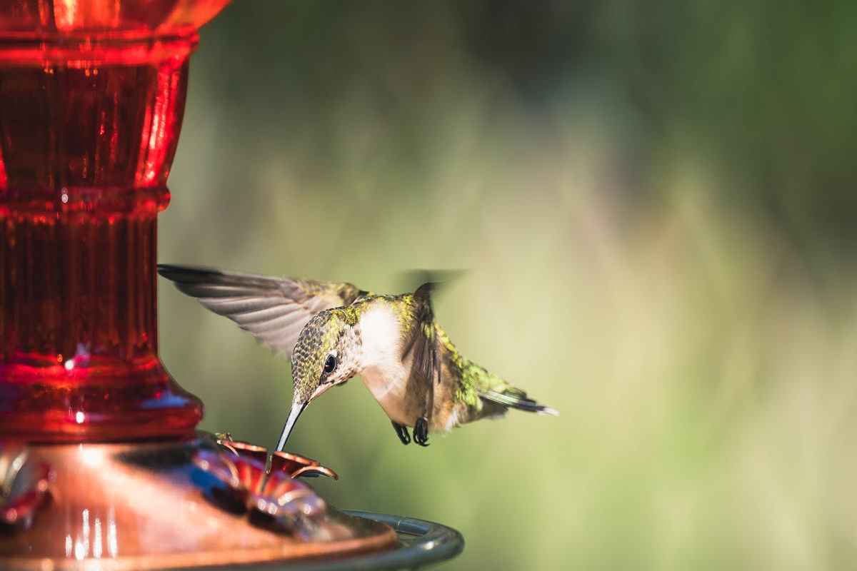 How to clean Hummingbird Feeder? Techniques 1 How to clean Hummingbird Feeder