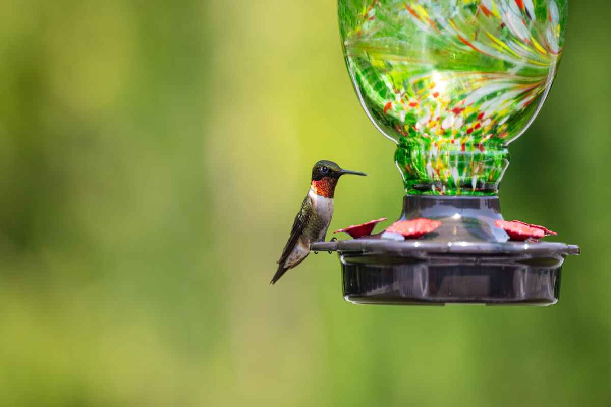 How to clean Hummingbird Feeder? Techniques 2 Clean Hummingbird Feeder Techniques