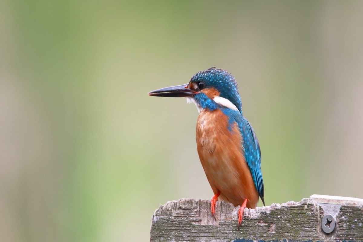 Kingfisher Birds - Characteristics & Identifications 1 Kingfisher Birds - Characteristics & Identifications