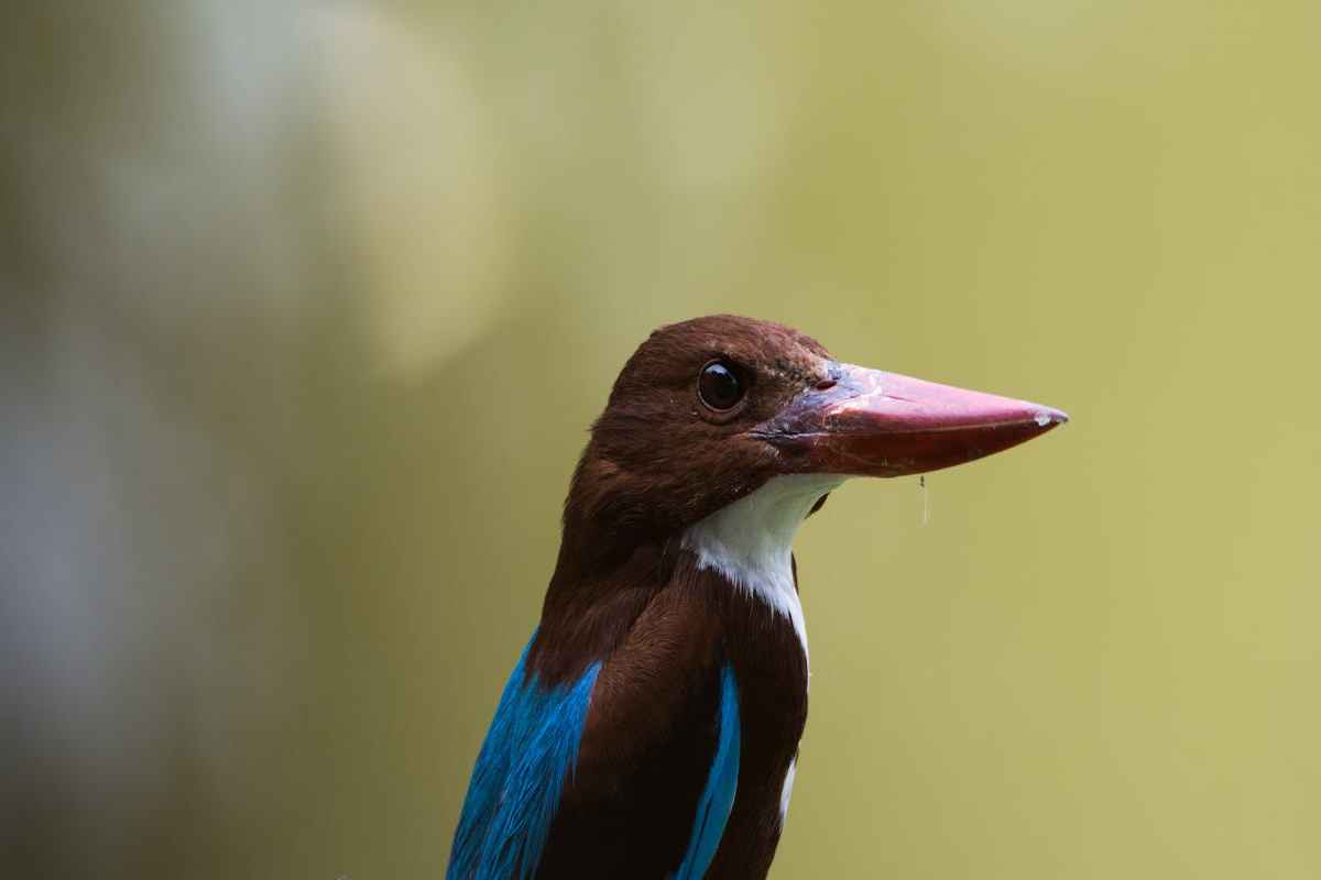 Kingfisher Birds - Characteristics & Identifications 2 Kingfisher Birds Habits