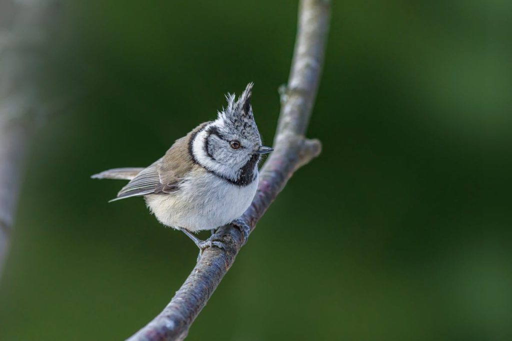 Great Tit Bird Types