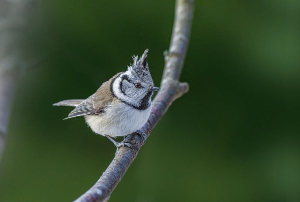 Great Tit Bird Types