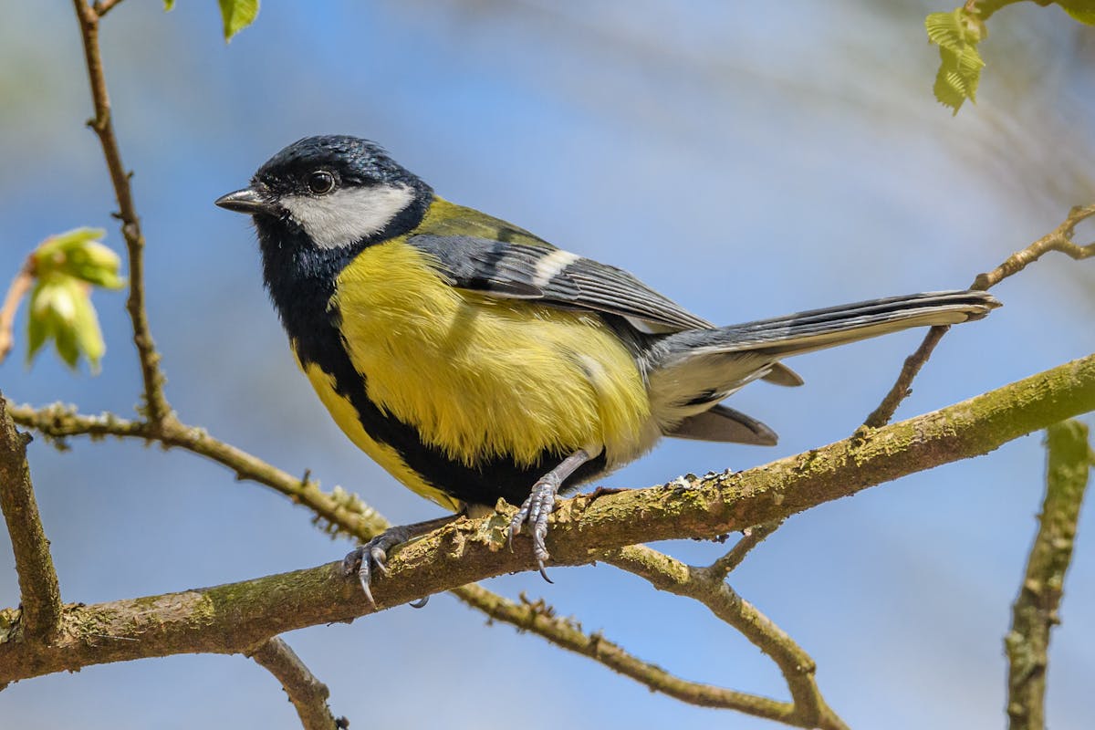 70+ Great Tit Bird Types (Paridae) 1 Great Tit Bird Types (Paridae)