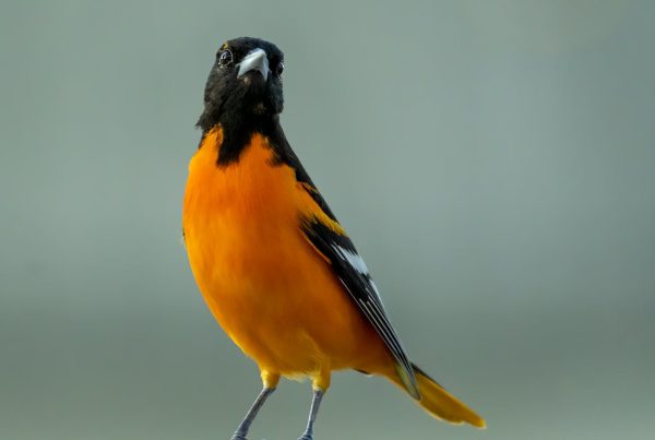 Baltimore Oriole Bird