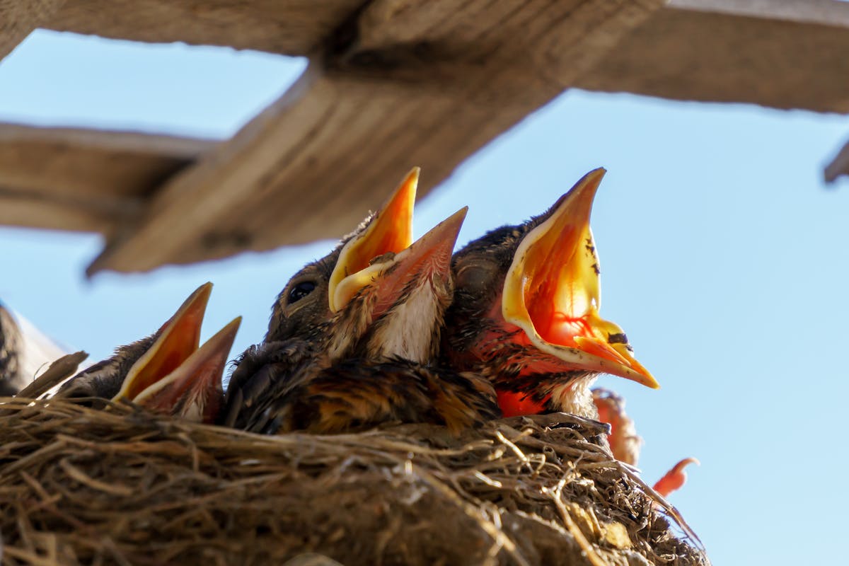 Cuckoo Bird Baby Characteristics