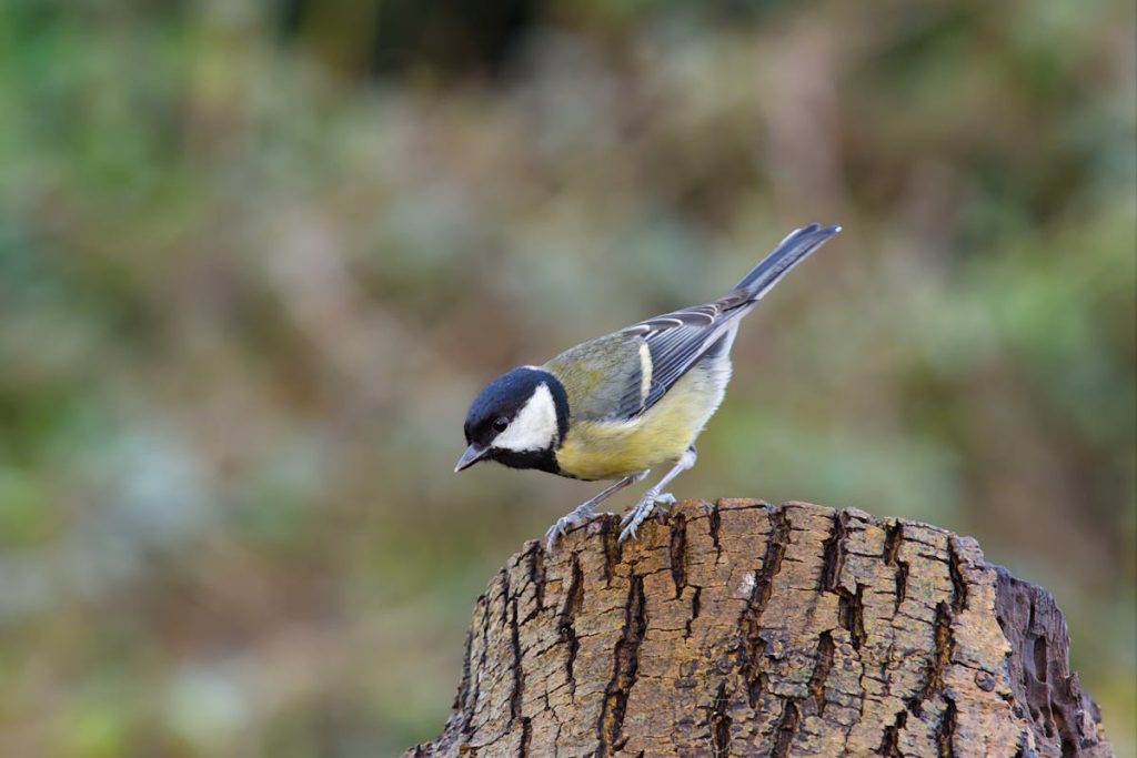 Great Tit Birds Species