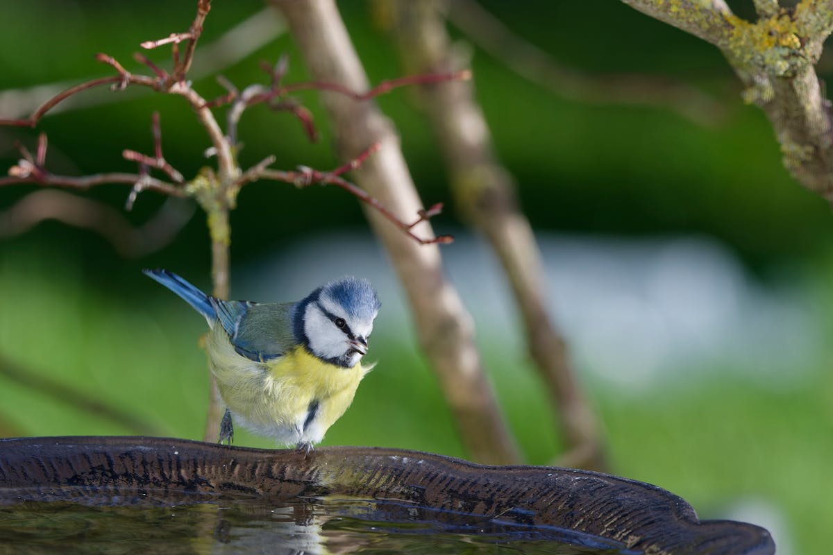 Great Tit Bird | Species and Characteristics 2 Great Tit Bird Habit