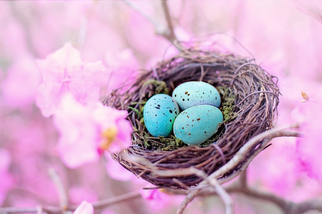How long does it take for robin eggs to hatch