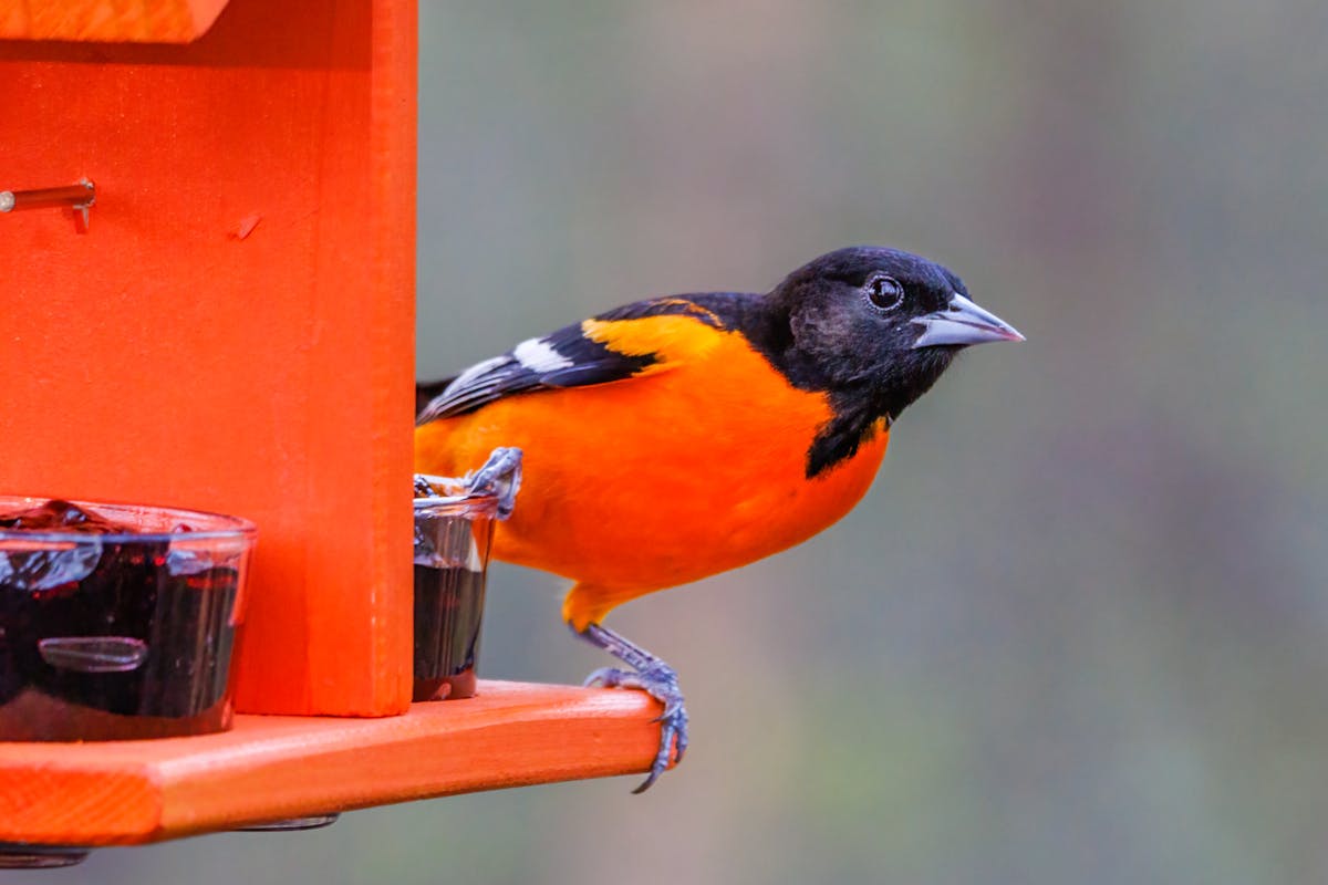 Where is the oriole migration now? 1 The oriole migration now