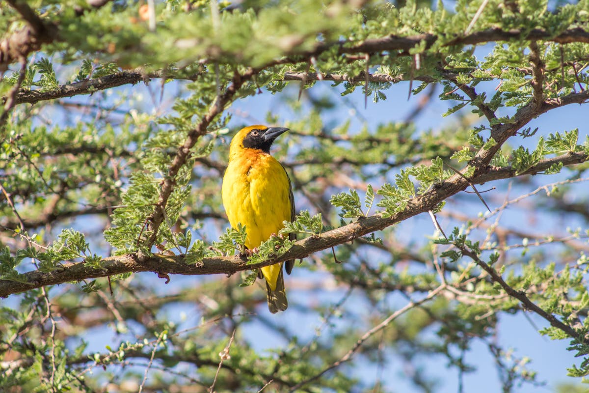 Where is the oriole migration now? 2 Where is the oriole migration now