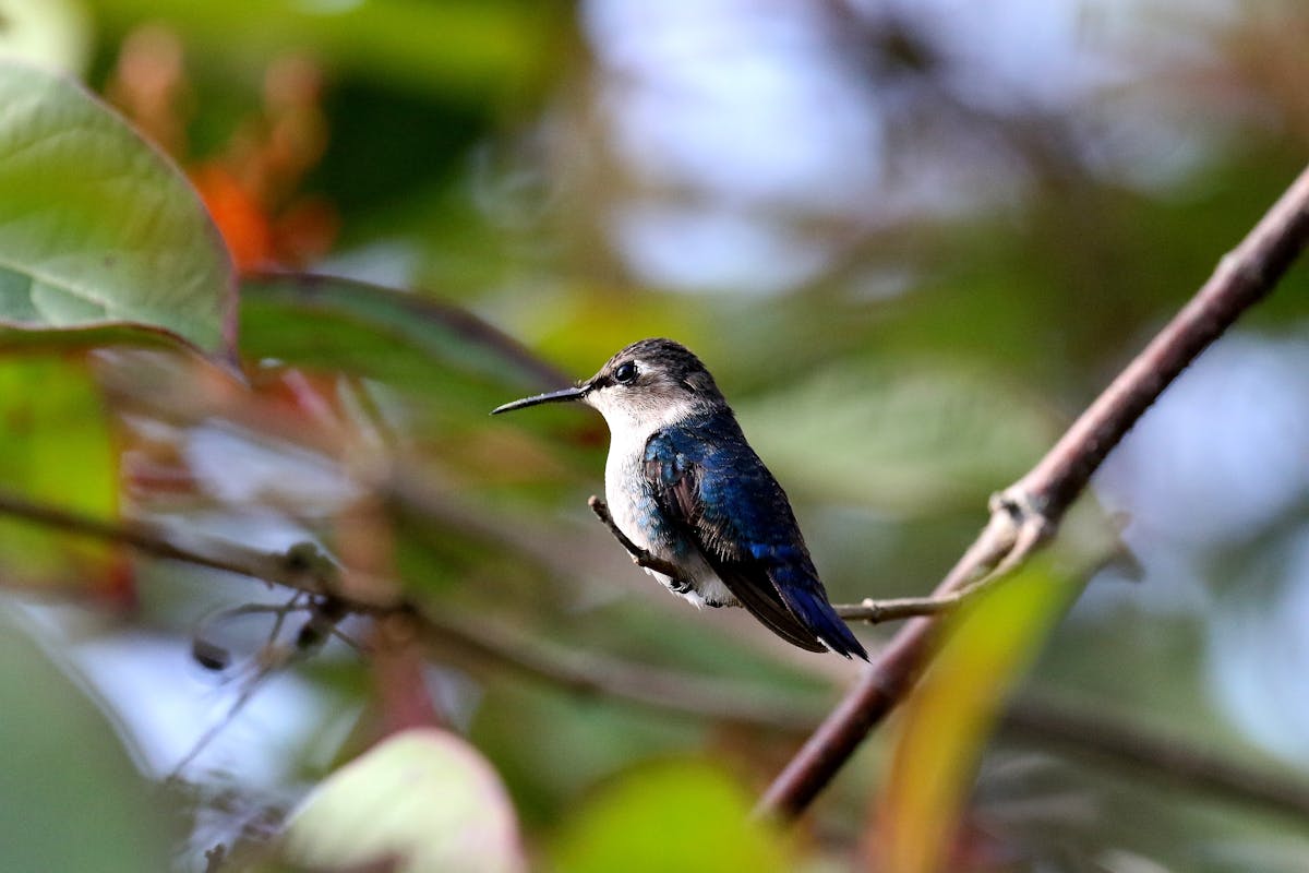 Different Types of Hummingbirds Found in the USA 2 Different Types of Hummingbirds