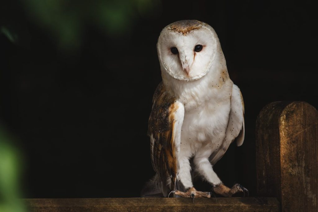 Baby Barn owl Identifications and Characteristics