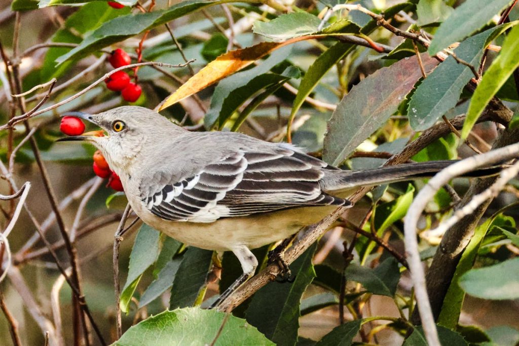 Current Northern Mockingbird Overview 2025