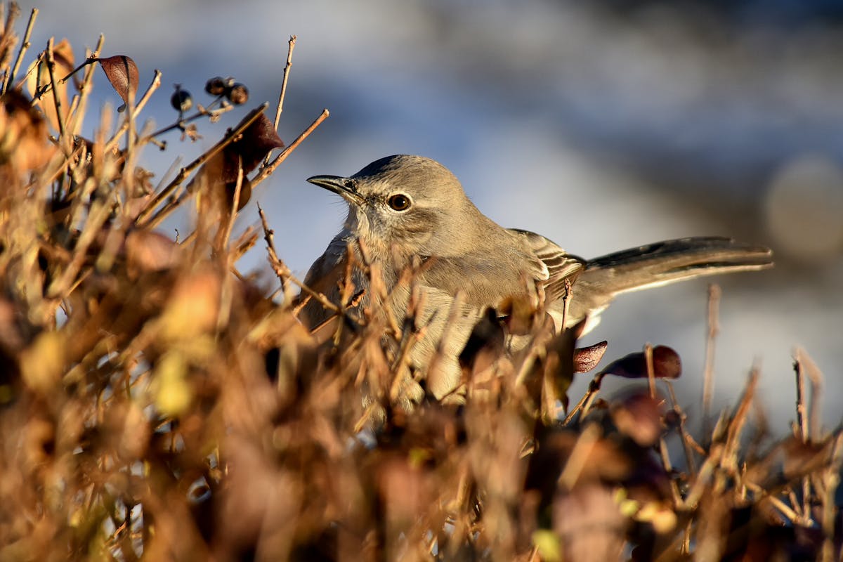Current Northern Mockingbird Overview 2025 1 Northern Mockingbird