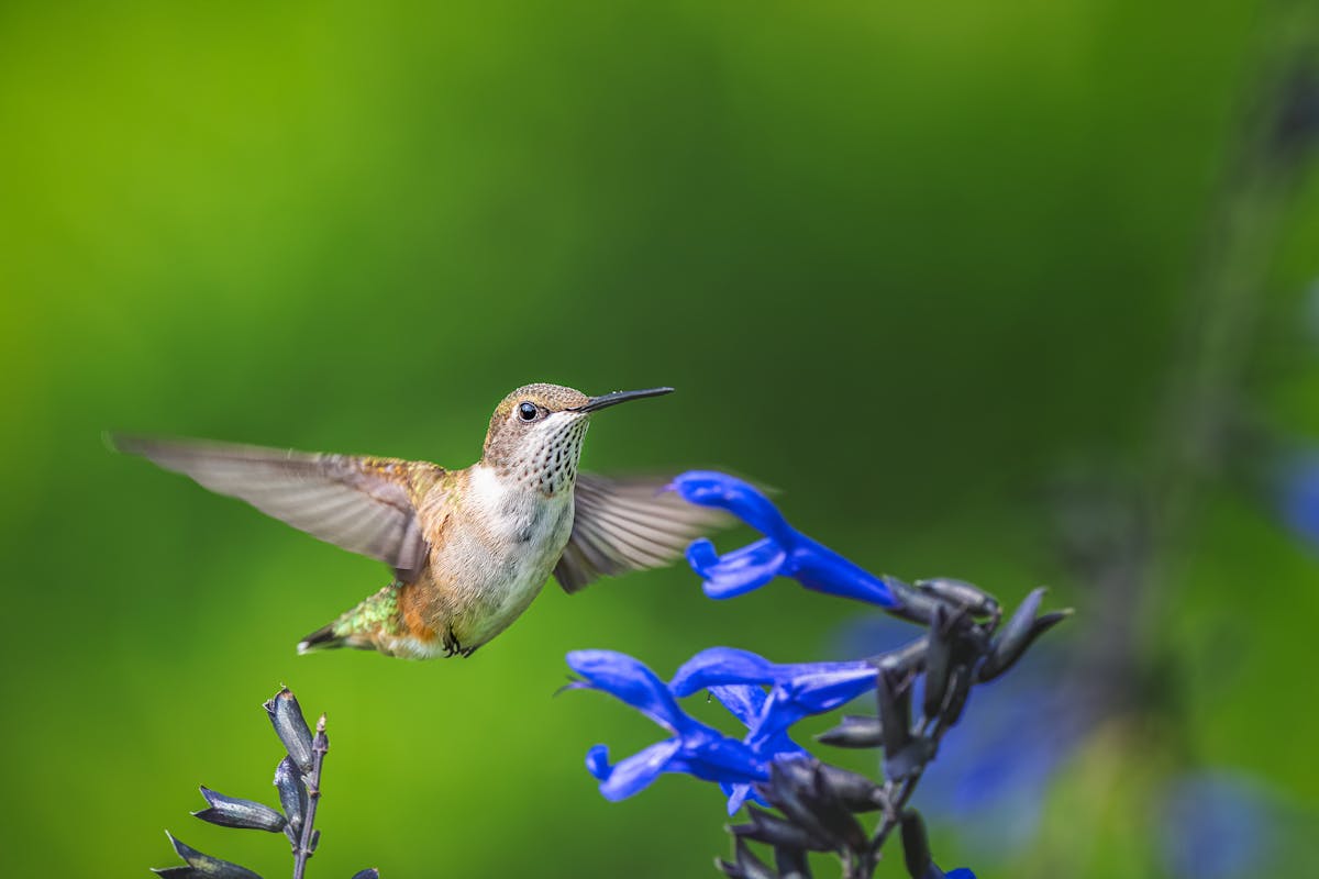 Tracking Pattern of Ruby Throated Hummingbird Migration 1 Current Ruby Throated Hummingbird Migration