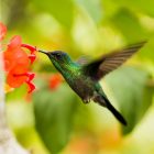 Different Types of Hummingbirds Found in the USA