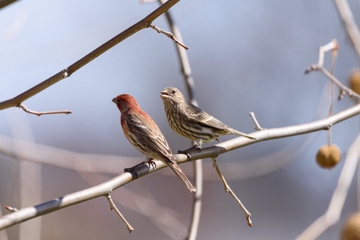 Finches Bird Shape, Types or Characteristics 2 Finches Bird Shape, Types