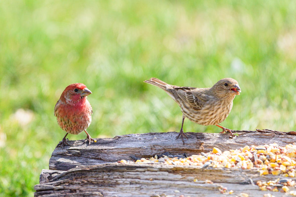 Finches Bird Shape, Types or Characteristics 1 Finches Bird Types