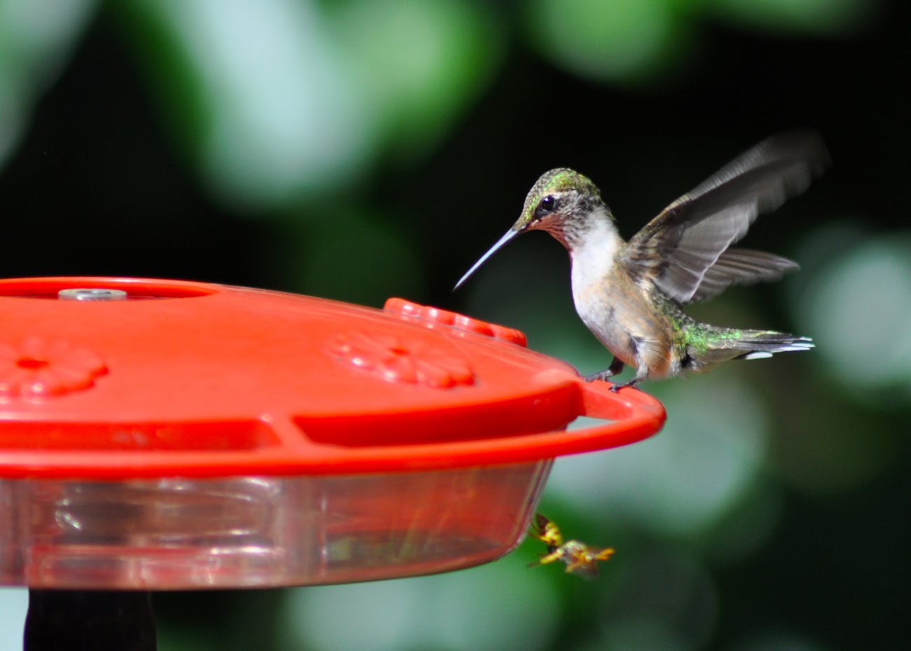 How Hummingbirds Select Feeders (It’s Not What You Realize) 2 Hummingbirds Select Feeders
