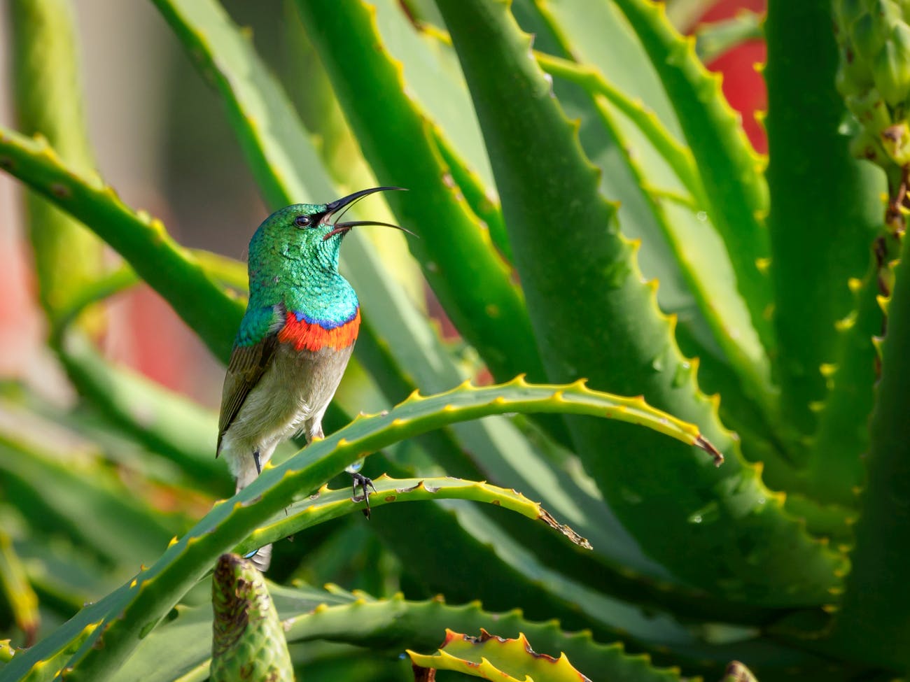 How Long Do Hummingbirds Live? Lifespan 1 Hummingbirds Live Lifespan