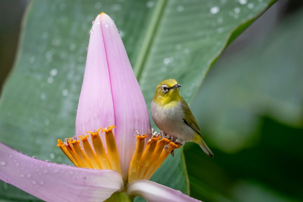 How Long Do Hummingbirds Live Lifespan2