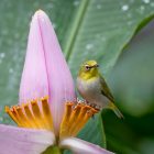 How Long Do Hummingbirds Live Lifespan2