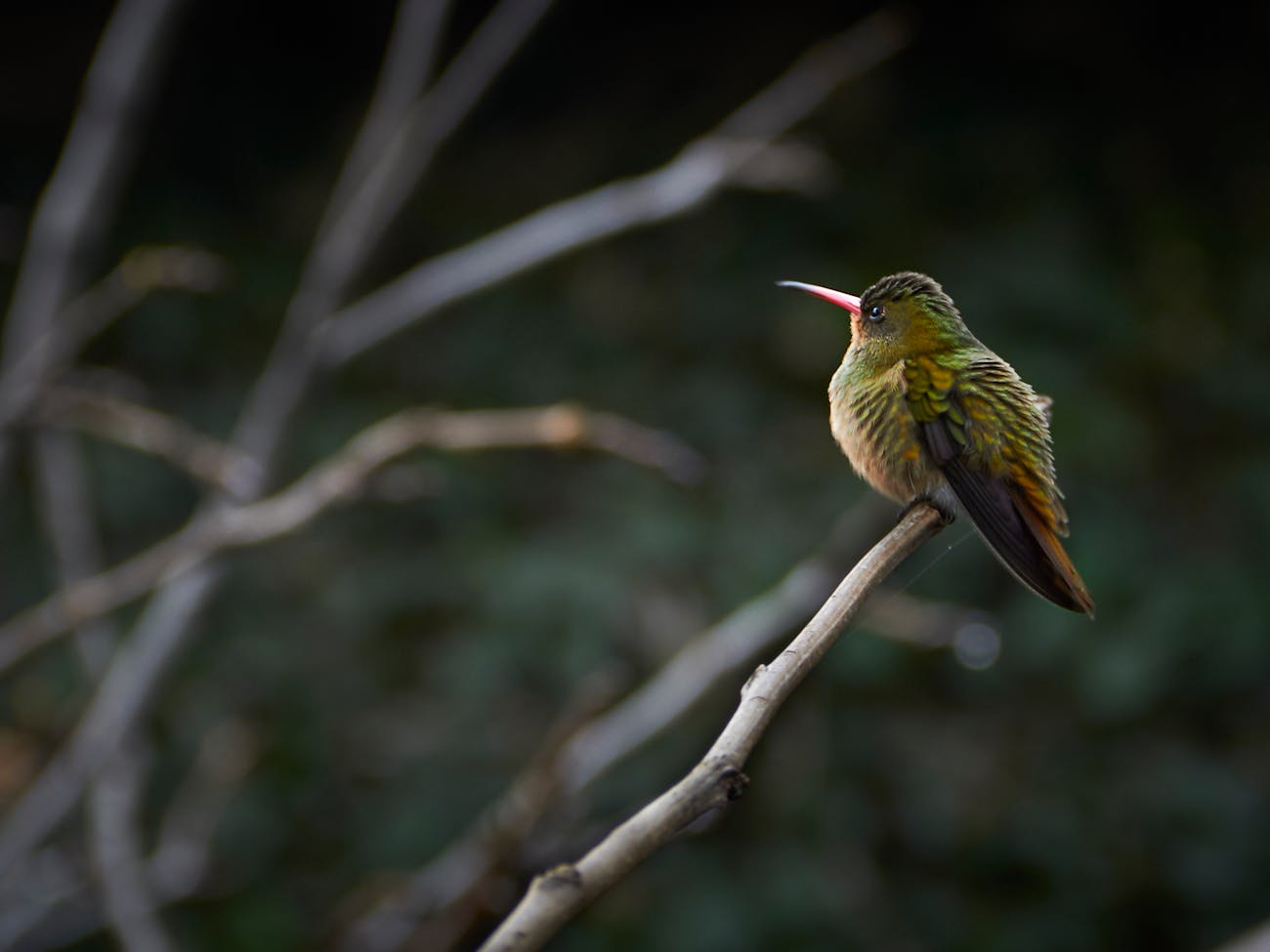 How Long Do Hummingbirds Live? Lifespan 2 Hummingbirds Live Lifespan