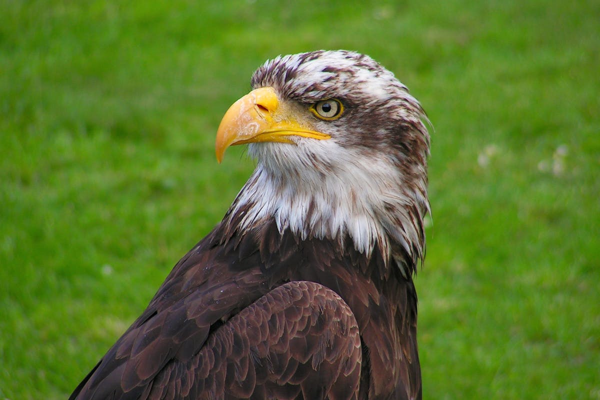 How Long Do Bald Eagles Live? Eagle Birds Life 2 live in the wild Eagle Life Cycle