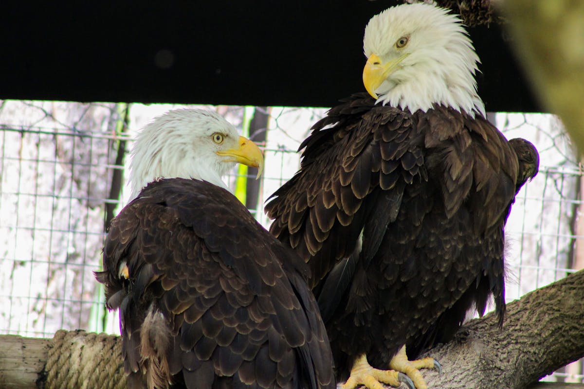 How Long Do Bald Eagles Live? Eagle Birds Life 1 How long do bald eagles live?