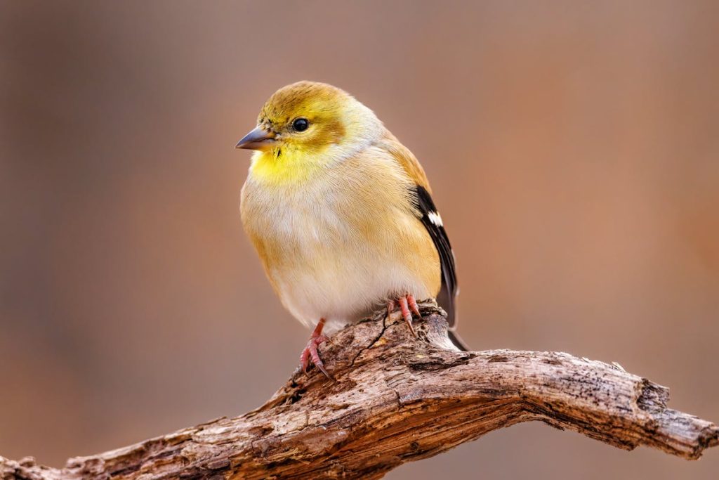 How to attract goldfinches