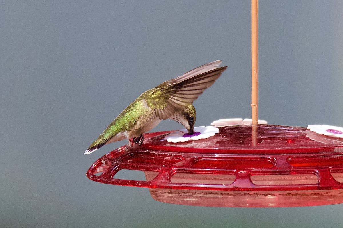 Hummingbird Food Recipe | Safe Hummingbird Food 2 Hummingbird Food Recipe
