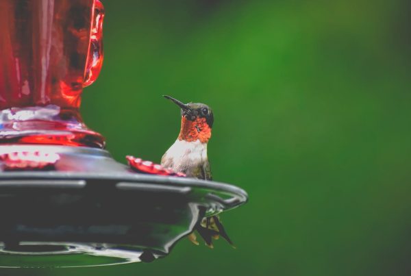 Hummingbird Food Recipe Safe Hummingbird Food