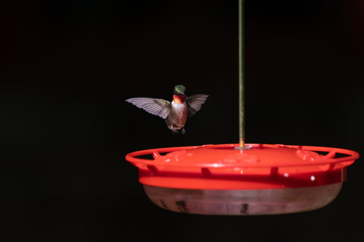 Hummingbird Food Recipe | Safe Hummingbird Food 1 Hummingbird Food Recipe