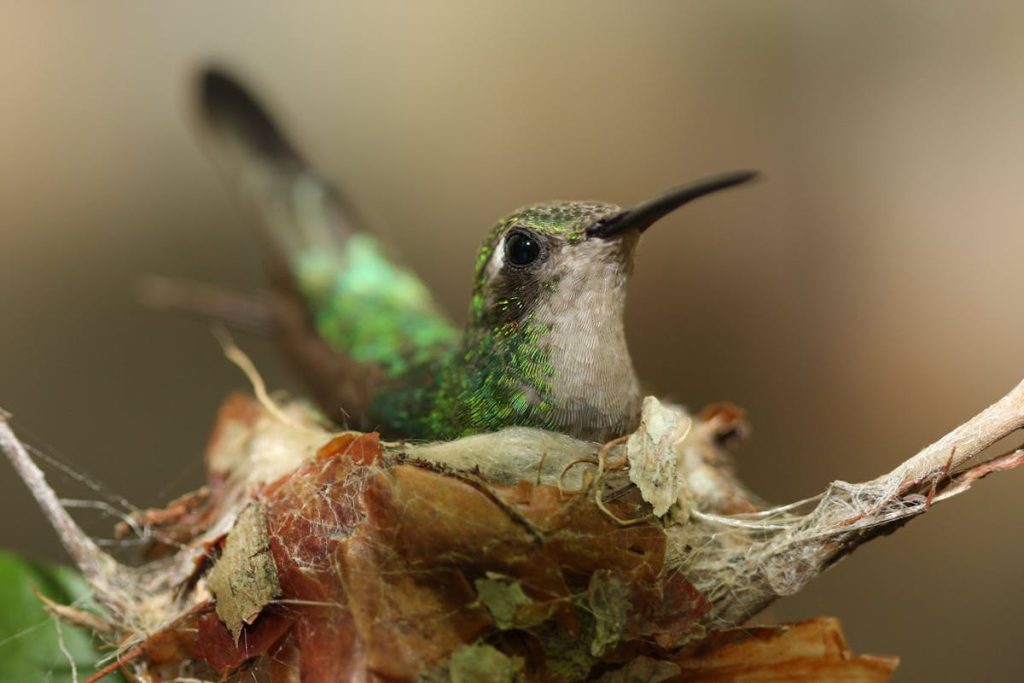 Hummingbird Nests A Complete Guide to Their Tiny Homes