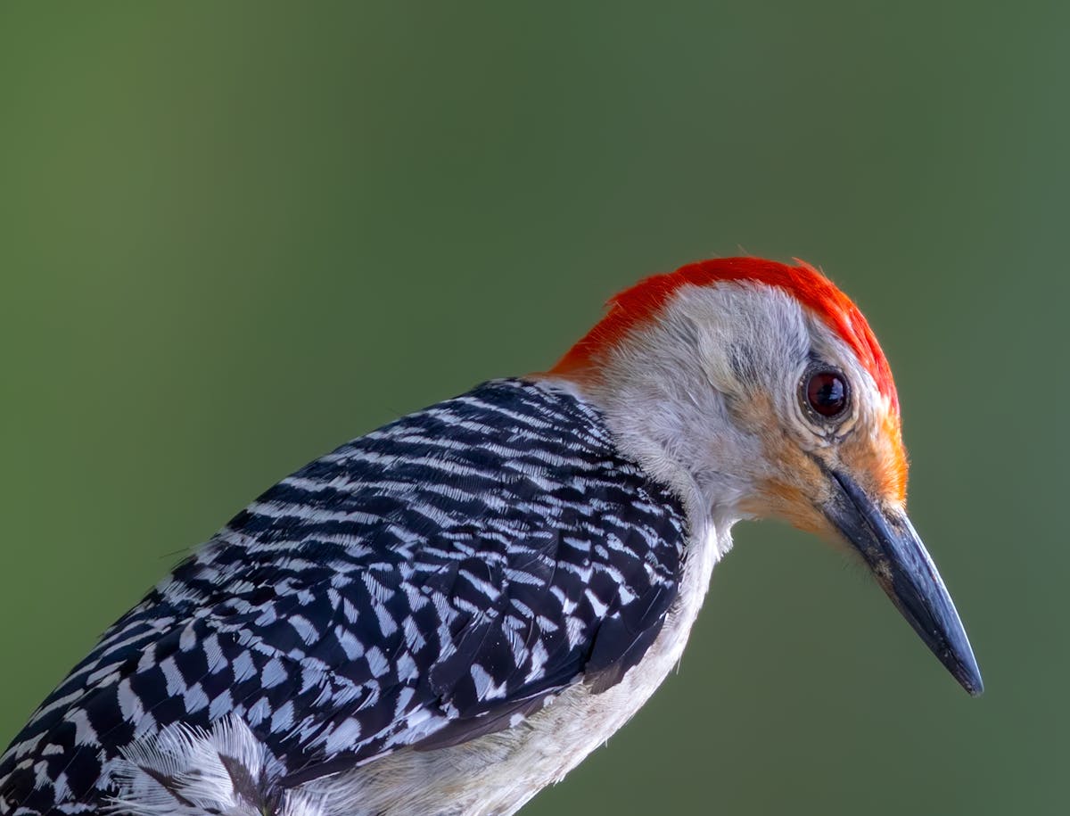 Red-bellied Woodpecker — Bird introduction 1 Red-bellied Woodpecker