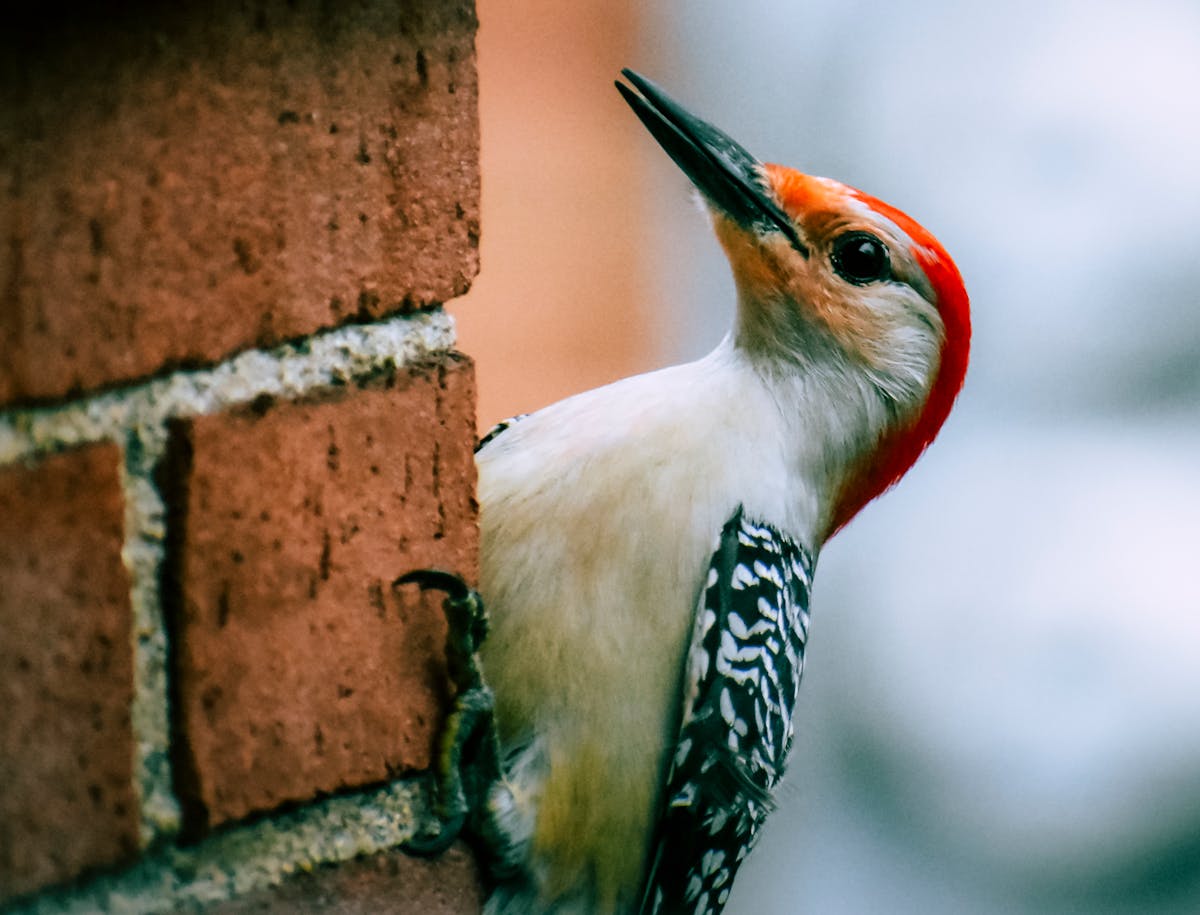 Red-bellied Woodpecker — Bird introduction