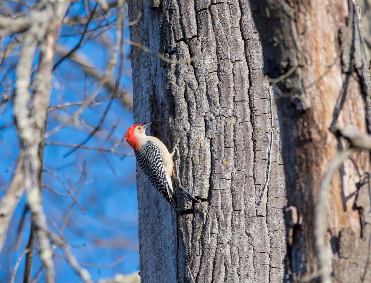 Red-bellied Woodpecker — Bird introduction 2 Red-bellied Woodpecker Tree